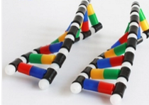 DNA雙螺旋結構模型組件